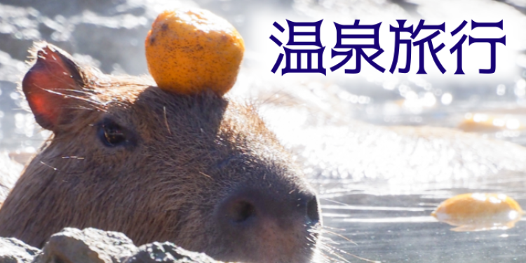 cook 今日なに作ろ？